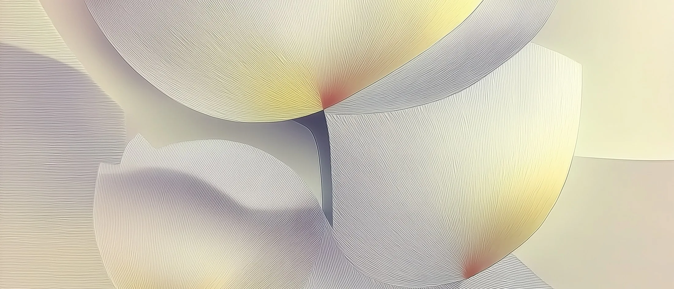 Soft cream tulips in pale light