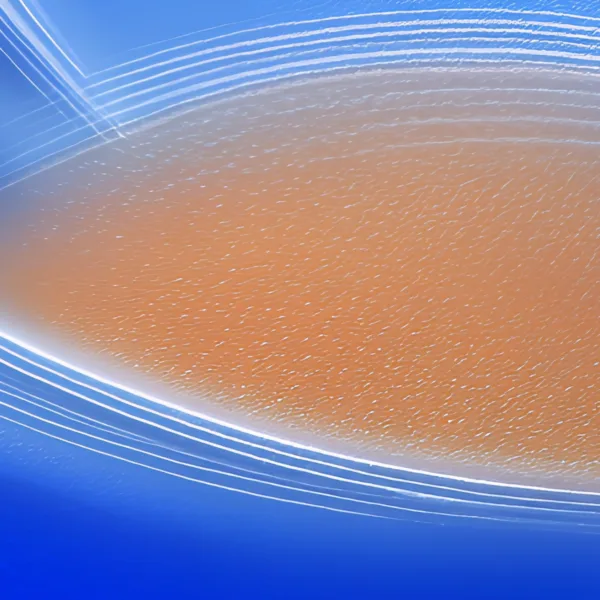 Cobalt Whirl by Bassem, detail at close range