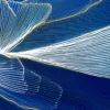 Sapphire Peony by Bassem, detail at close range